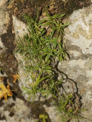 Silène saxifrage Silene saxifraga L., 1753