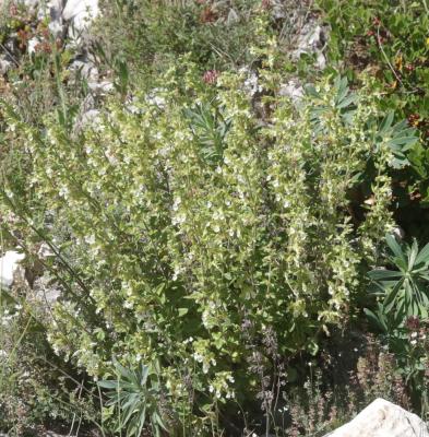 Germandrée jaune Teucrium flavum L., 1753