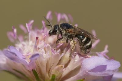  Lasioglossum Curtis, 1833