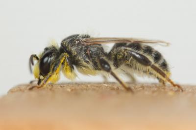  Andrena leucolippa Pérez, 1895