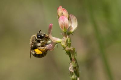 Eucère grise Eucera cineraria Eversmann, 1852