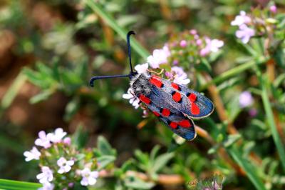 Zygène de l'Esparcette (La), Zygène de la Dorycnie Zygaena rhadamanthus (Esper, 1789)