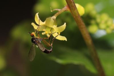  Empis nigritarsis Meigen, 1804