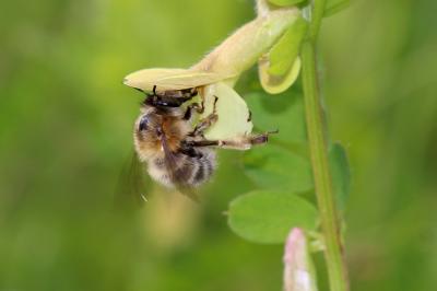 Anthophore commune, Anthophore plumeuse, Anthophor Anthophora plumipes (Pallas, 1772)