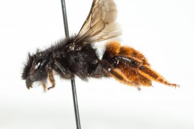  Osmia bicolor (Schrank, 1781)