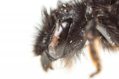  Osmia bicolor (Schrank, 1781)