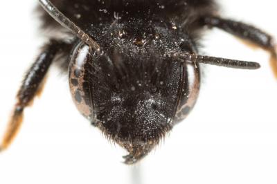  Osmia bicolor (Schrank, 1781)