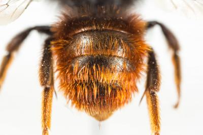  Osmia bicolor (Schrank, 1781)