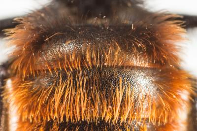  Osmia bicolor (Schrank, 1781)