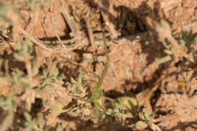 Thomise épineux Heriaeus 