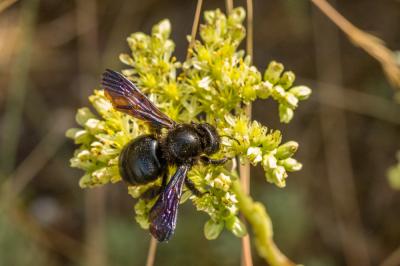 Abeille charpentière, Xylocope violet Xylocopa violacea (Linnaeus, 1758)