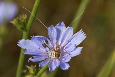 Phanéroptère liliacé,  Phi.lnéroptère feuille-de-l Tylopsis lilifolia (Fabricius, 1793)