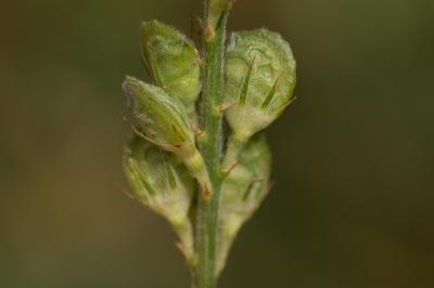 Sainfoin, Esparcette, Sainfoin à feuilles de Vesce Onobrychis viciifolia Scop., 1772