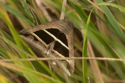 Noctuelle de la Salsepareille (La) Grammodes bifasciata (Petagna, 1787)