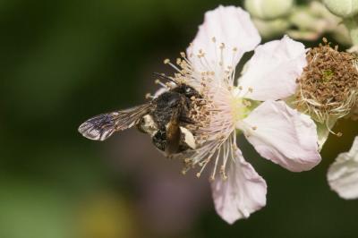  Andrena pilipes Fabricius, 1781