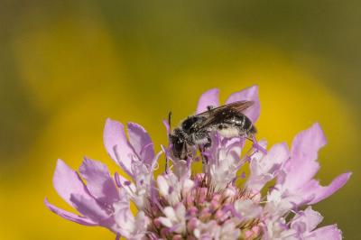  Andrena Fabricius, 1775