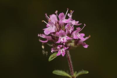 Serpolet couchet Thymus praecox subsp. praecox Opiz, 1824