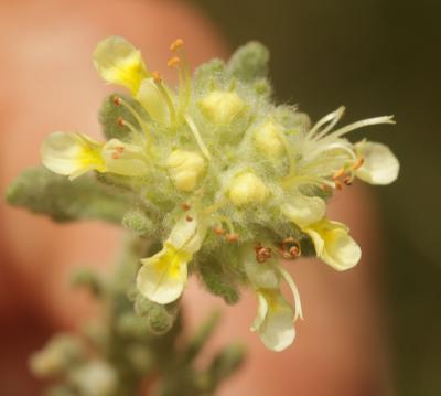 Germandrée de Rouy Teucrium rouyanum H.J.Coste & Soulié, 1898