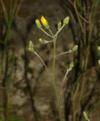 Épervière des murs Hieracium murorum L., 1753