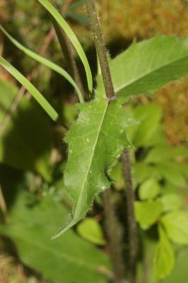 Épervière des murs Hieracium murorum L., 1753