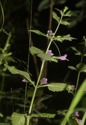 Calament à grandes fleurs Clinopodium grandiflorum (L.) Kuntze, 1891