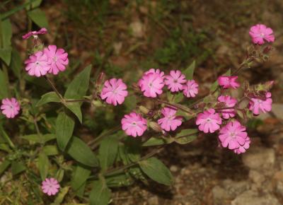 Compagnon rouge, Robinet rouge Silene dioica (L.) Clairv., 1811