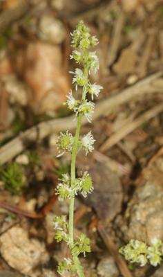 Astérocarpe Sesamoides pygmaea (Scheele) Kuntze, 1891