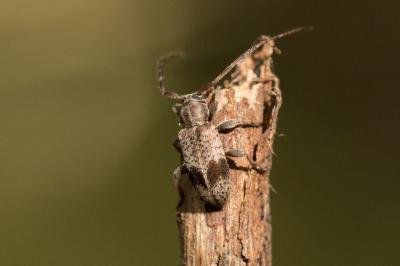  Exocentrus punctipennis Mulsant & Guillebeau, 1856