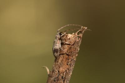  Exocentrus punctipennis Mulsant & Guillebeau, 1856