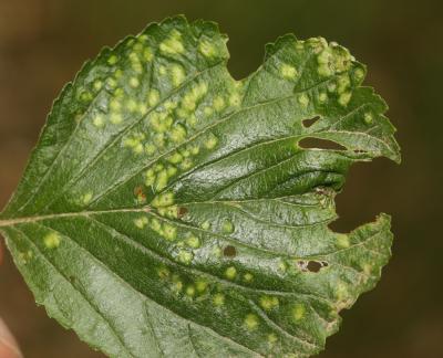  Eriophyes sorbi (Canestrini, 1890)