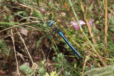 Anax empereur (L') Anax imperator Leach, 1815