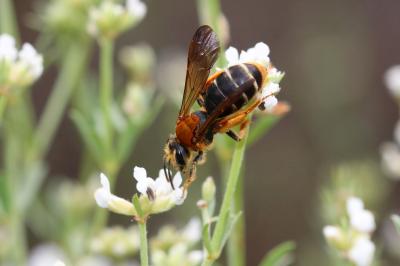  Andrena limbata Eversmann, 1852