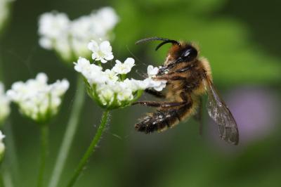  Andrena nigroaenea (Kirby, 1802)