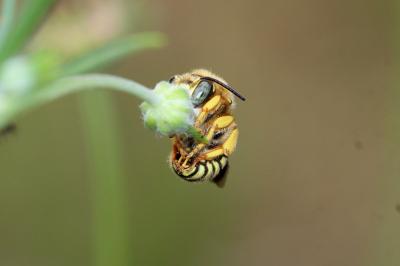  Anthidium diadema Latreille, 1809