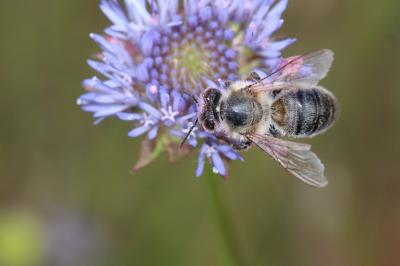 Abeille domestique, Abeille européenne, Abeille me Apis mellifera Linnaeus, 1758