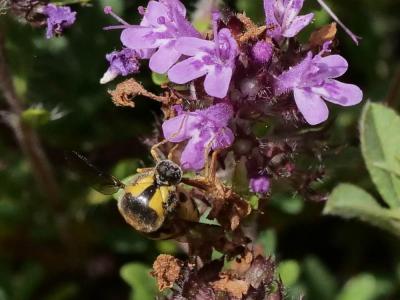  Cyrtus gibbus (Fabricius, 1794)