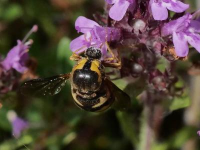  Cyrtus gibbus (Fabricius, 1794)