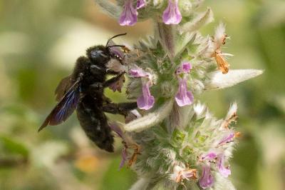 Abeille charpentière, Xylocope violet Xylocopa violacea (Linnaeus, 1758)