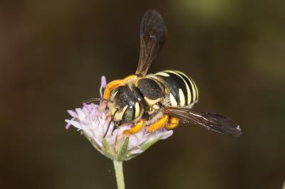  Trachusa integra (Eversmann, 1852)