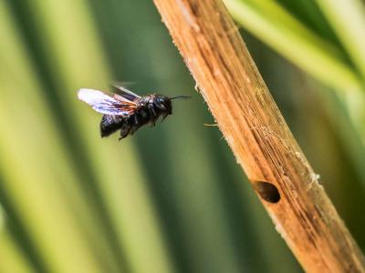 Xylocope irisé Xylocopa iris (Christ, 1791)