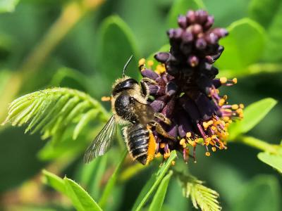 Mégachile du rosier, Abeille découpeuse Megachile centuncularis (Linnaeus, 1758)