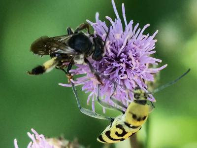  Macropis europaea Warncke, 1973