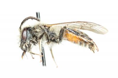  Andrena binominata Smith, 1853