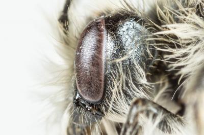  Andrena binominata Smith, 1853