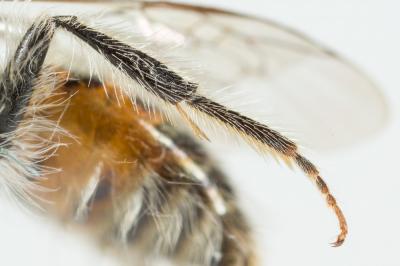  Andrena binominata Smith, 1853