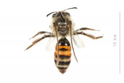  Andrena binominata Smith, 1853