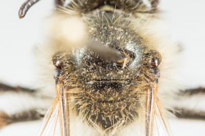  Andrena binominata Smith, 1853