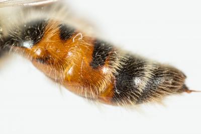  Andrena binominata Smith, 1853