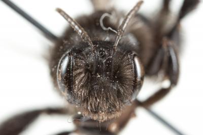  Andrena albopunctata (Rossi, 1792)