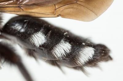  Andrena albopunctata (Rossi, 1792)